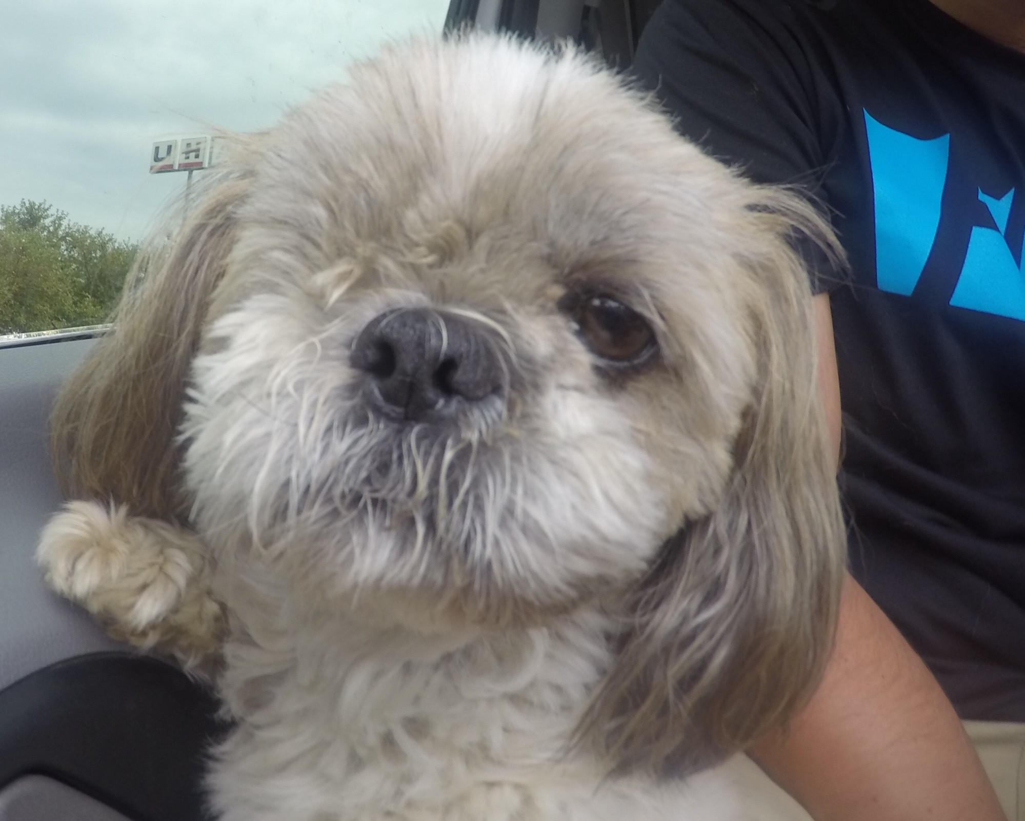 Stank Dog's Dog.
