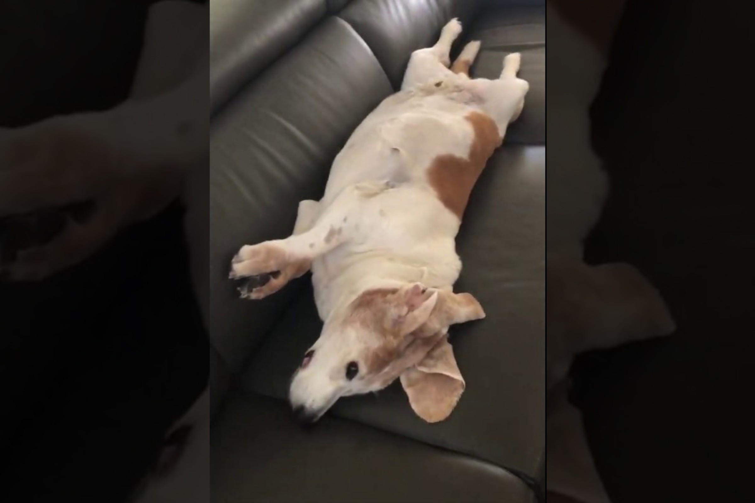 Weege Announces Anything, Literally, Part 2