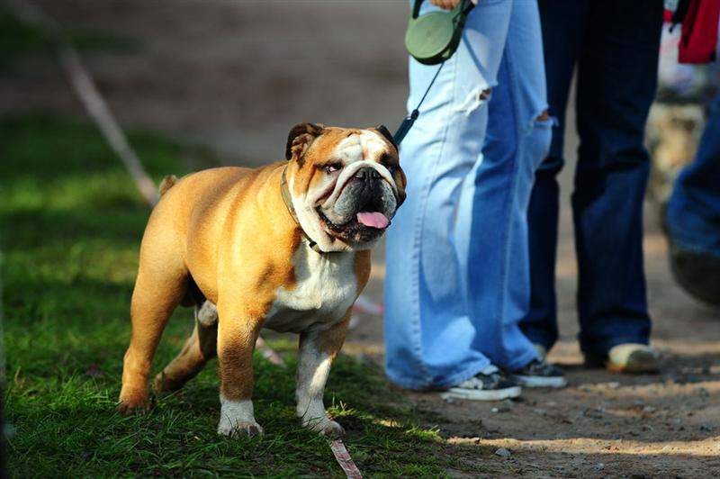 What good is an English MX race without an English bulldog roaming the pits?