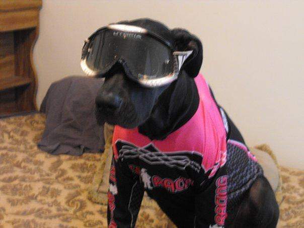 Moto Dog (Vote at facebook.com/racerxonline)