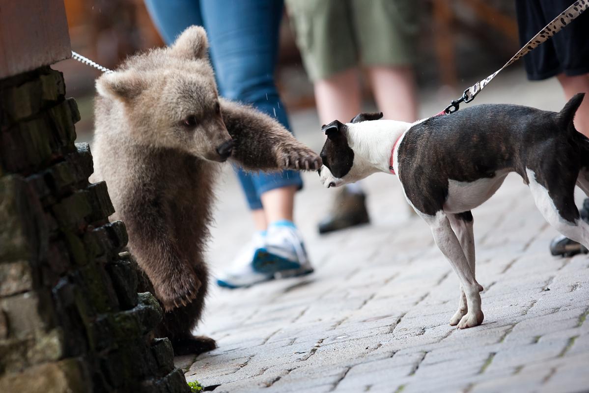 Cub on a leash plays with Fido on a leash. Only at Snowshoe...