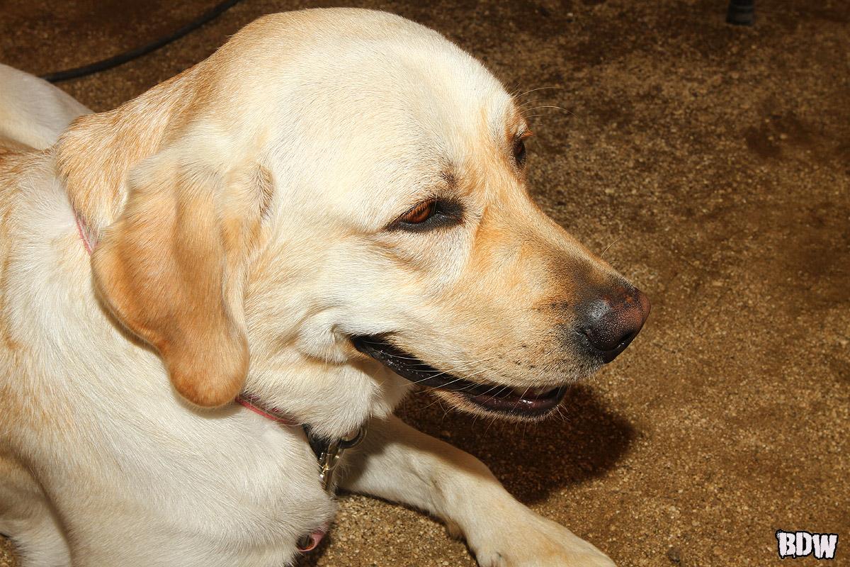 Ride For The Cure at Cahuilla MX Park 