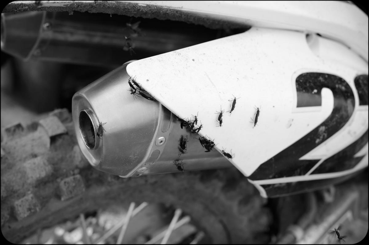 ReedFLA912-Cudby-171