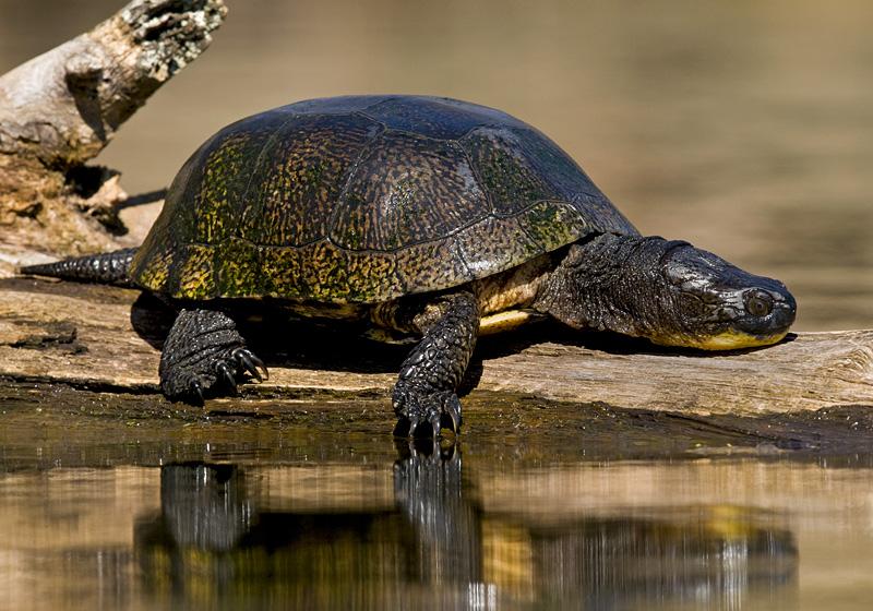 BEWARE THE ANGRY BLANDING TURTLE WEARING #5. 