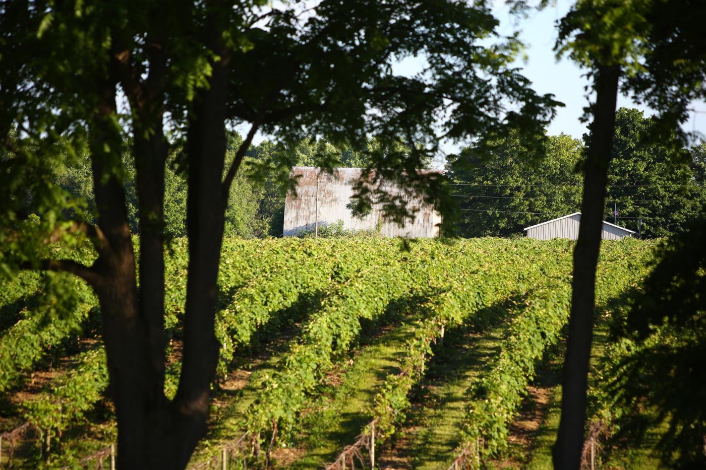 BDW50243-3375663922-O