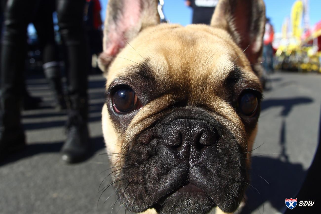 A Dog's World: Anaheim 1