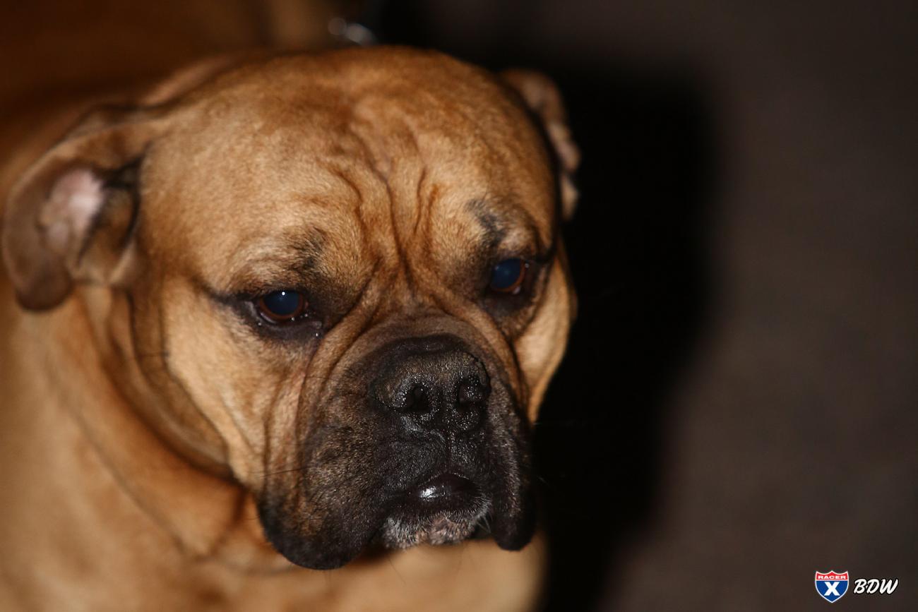 A Dog's World: Phoenix