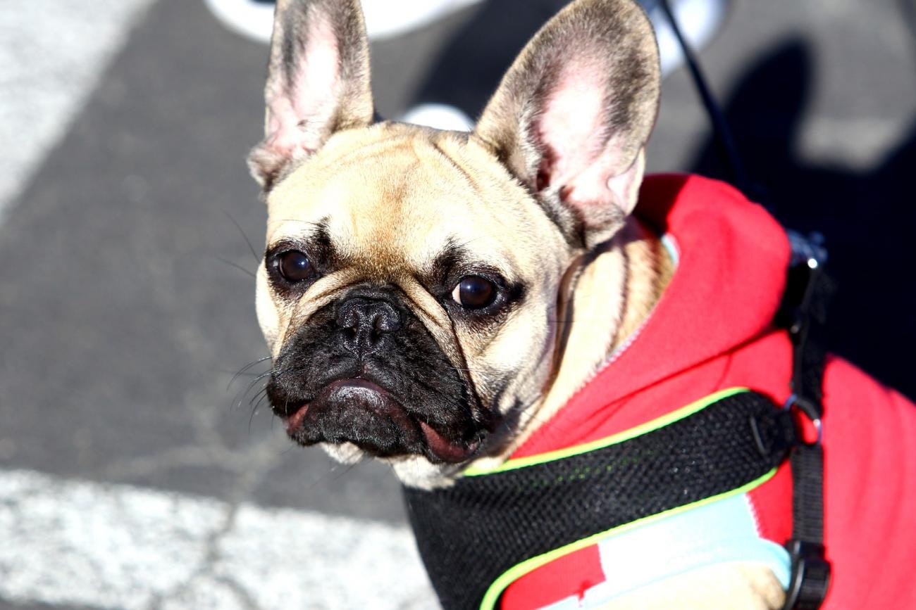 A Dog's World: Oakland