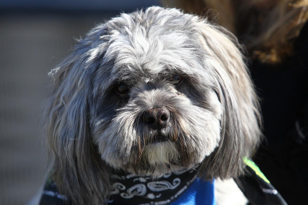 A Dog's World: Dallas