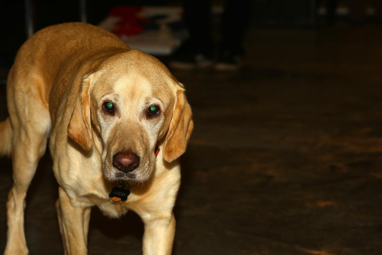 A Dog's World: Atlanta 2