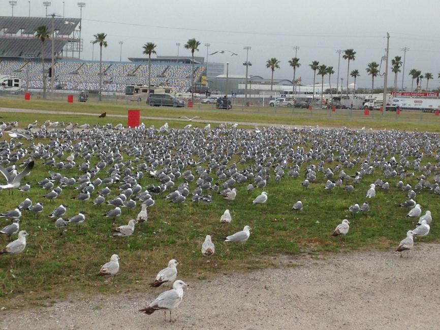 The track attracts more than just world-class talent and fans.  