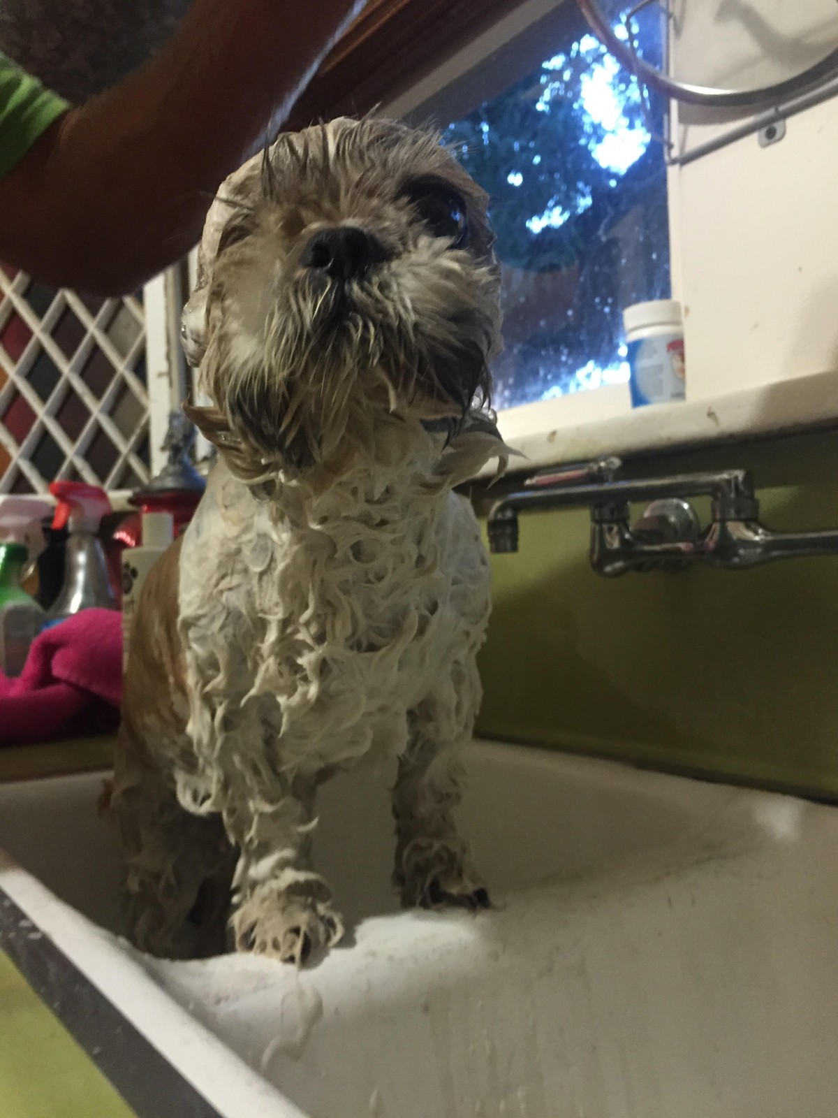 Delilah gets a bath.