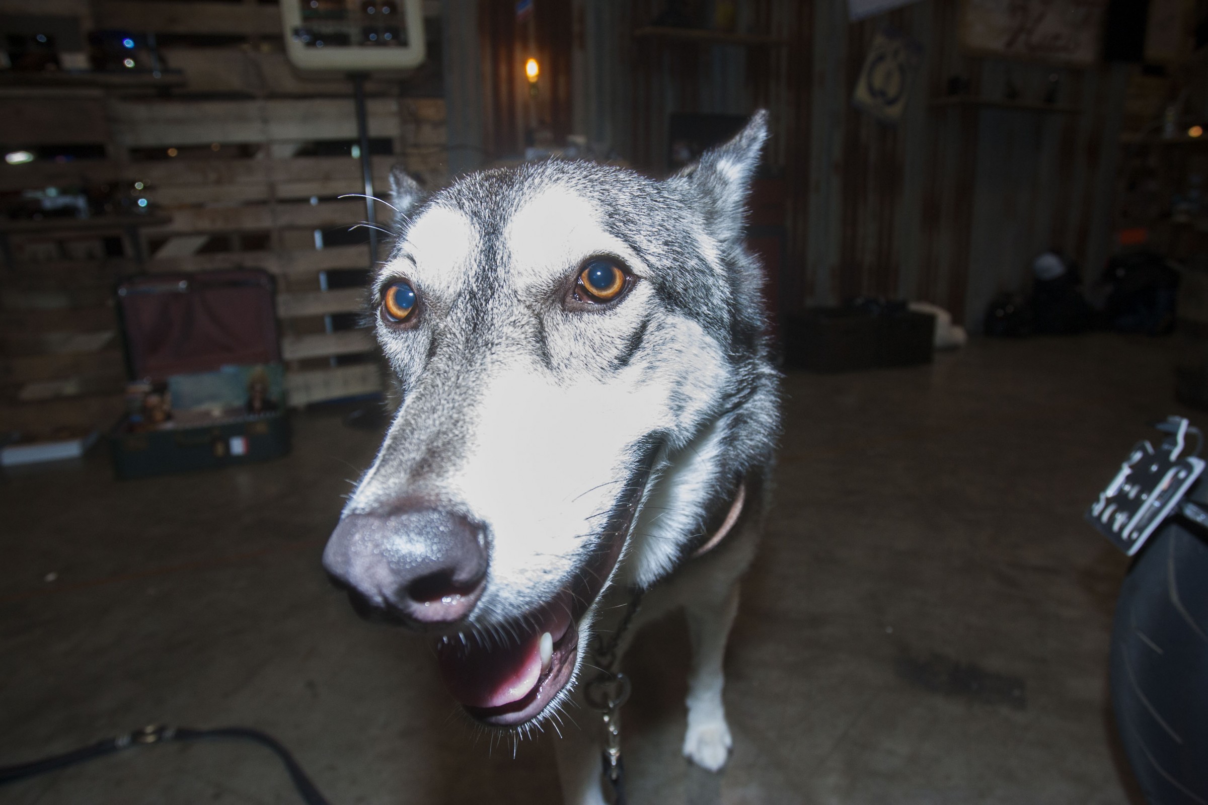 Roberts-16_AIMExpo_Thursday-237