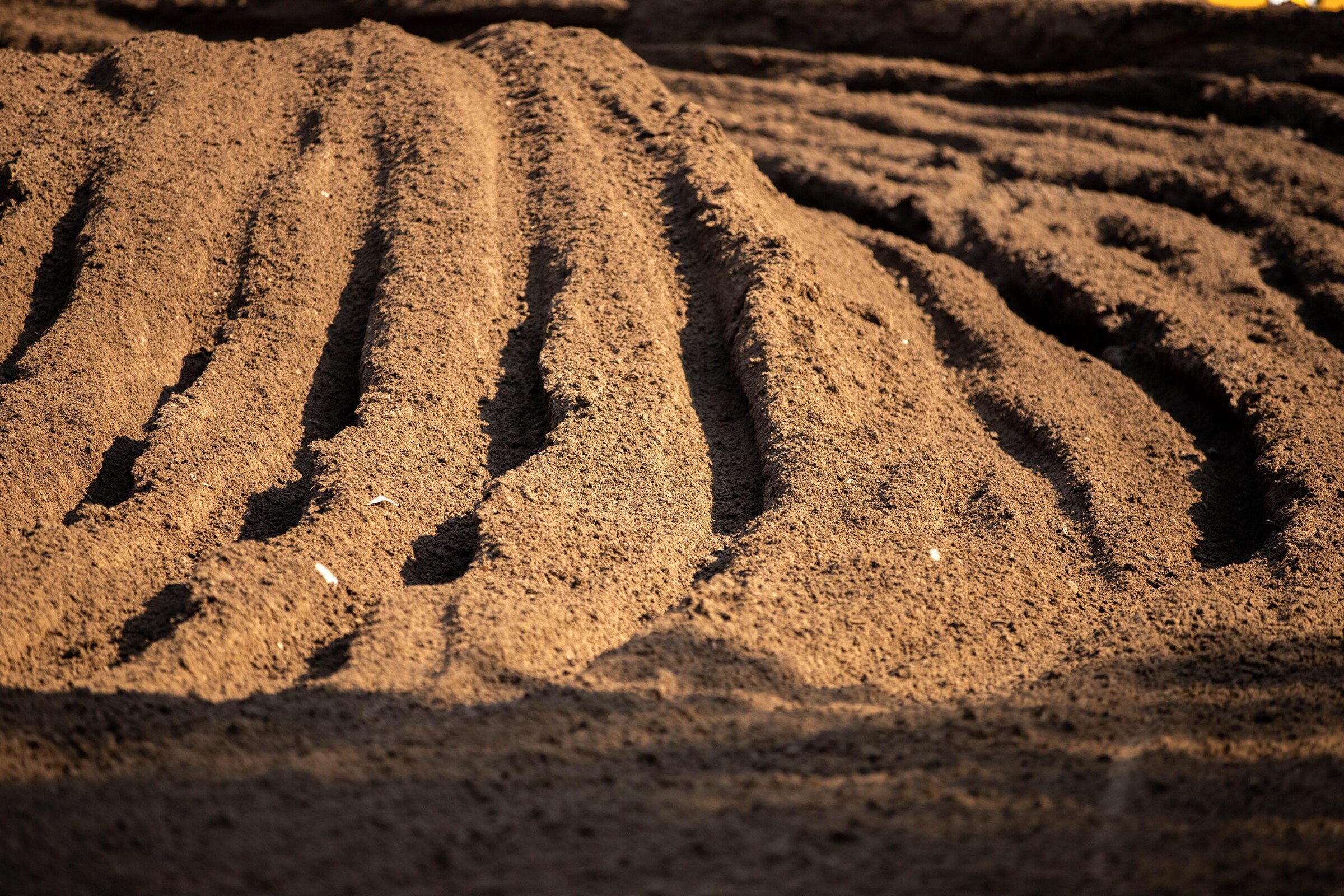 Roberts-2020-RedBud-II-0862