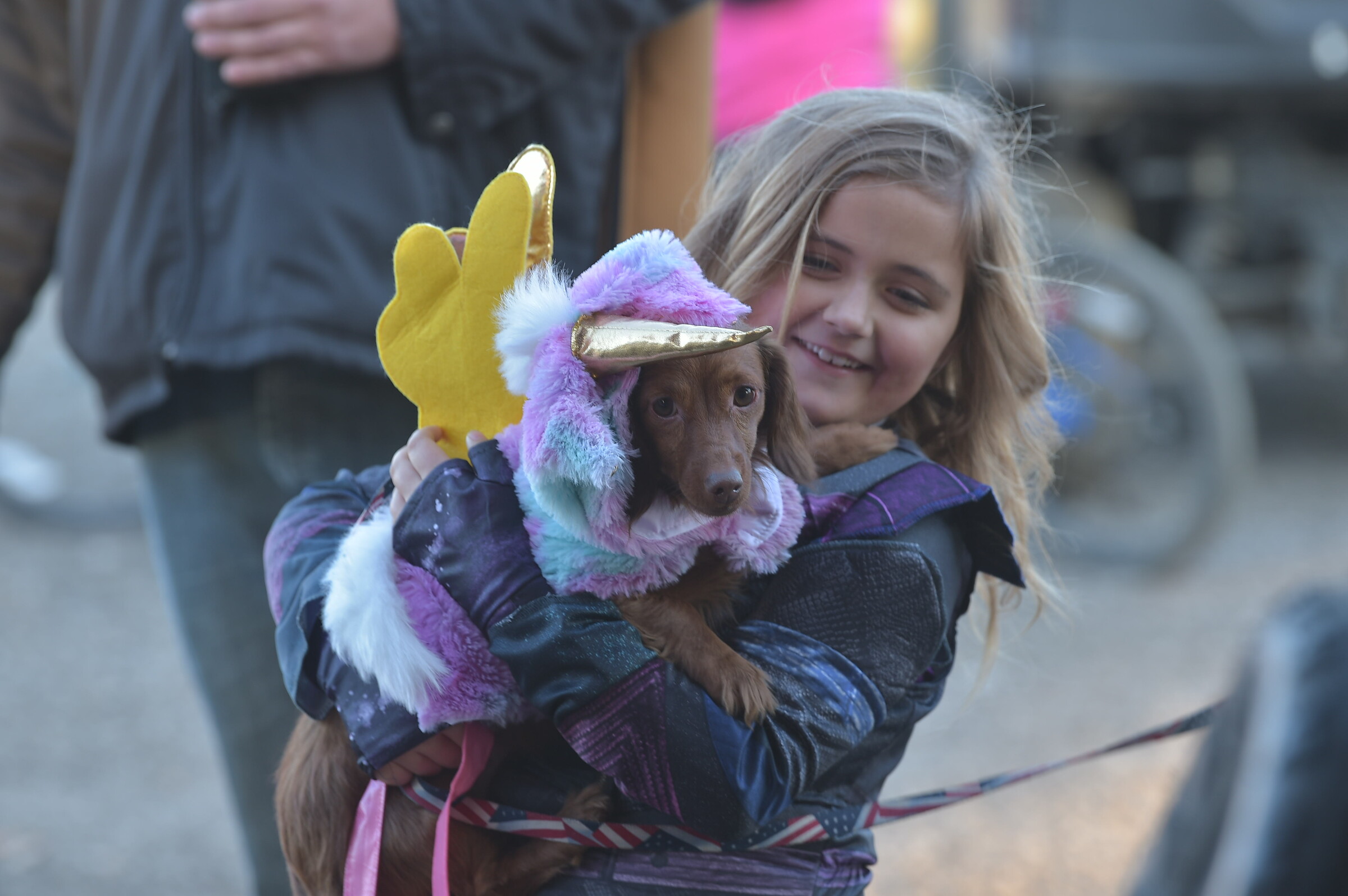 A canine contender for the Halloween costume contest. 