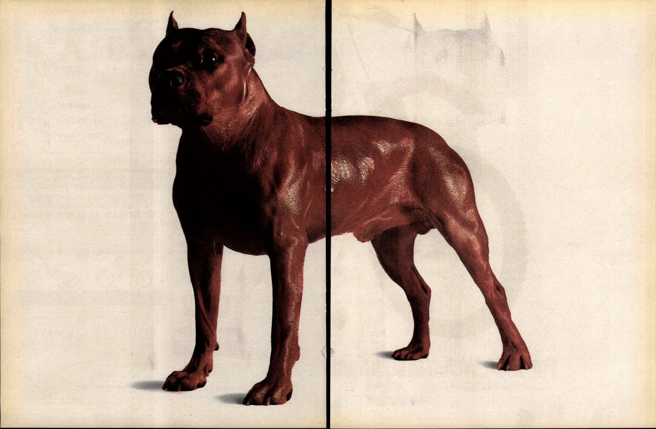 A Honda ad in Cycle News.