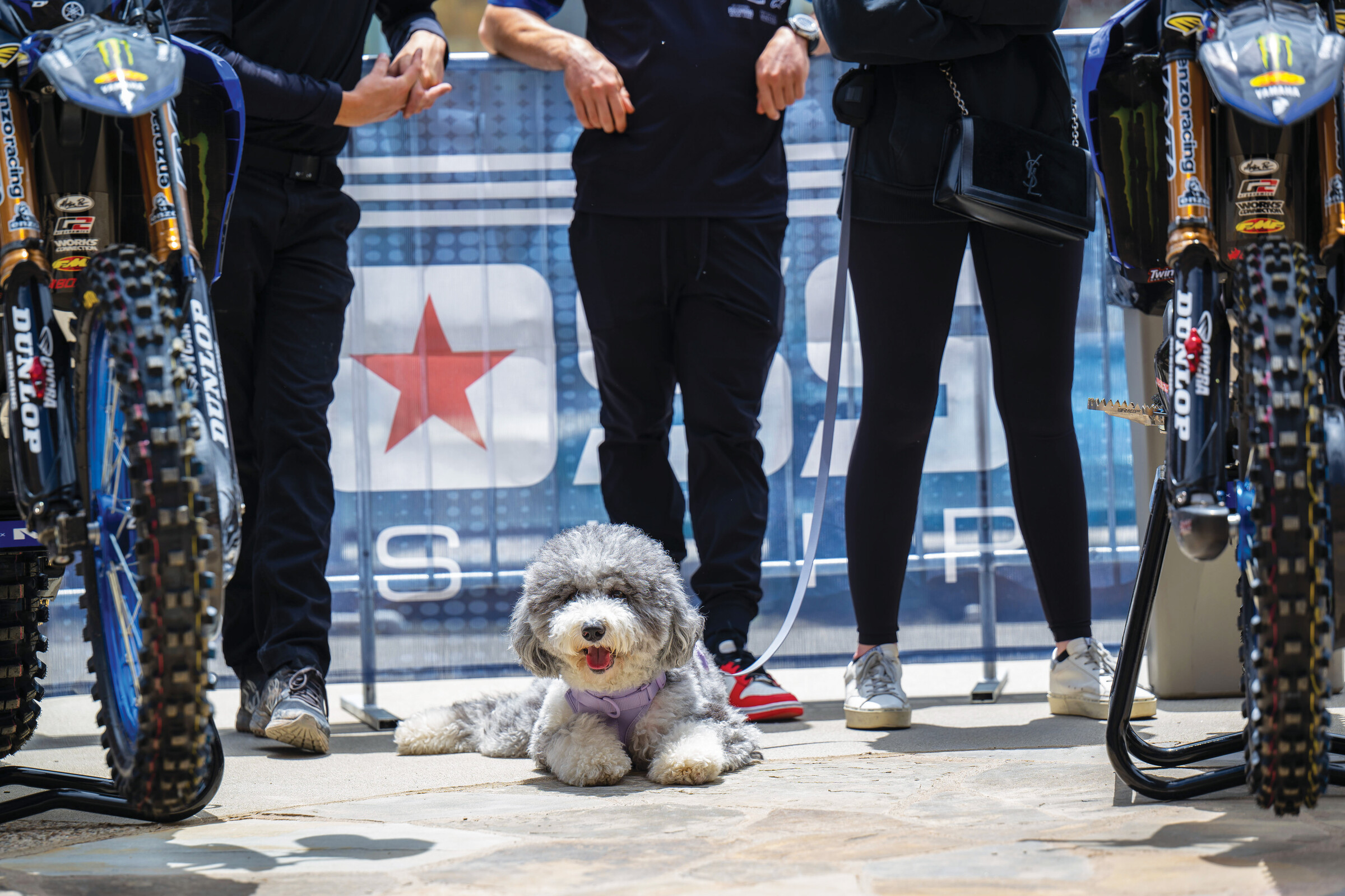 All set for a dog day afternoon at Fox Raceway.