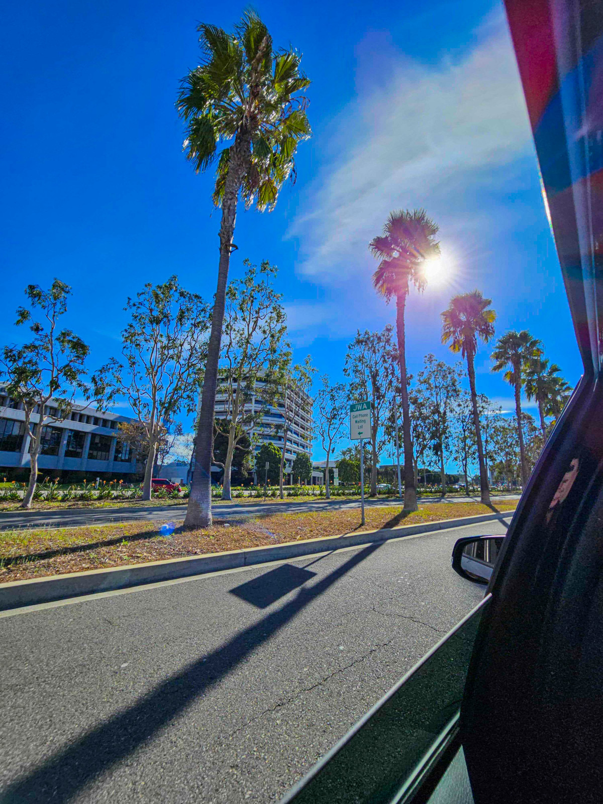 These trees look a little different from what Mitch is used to back home...